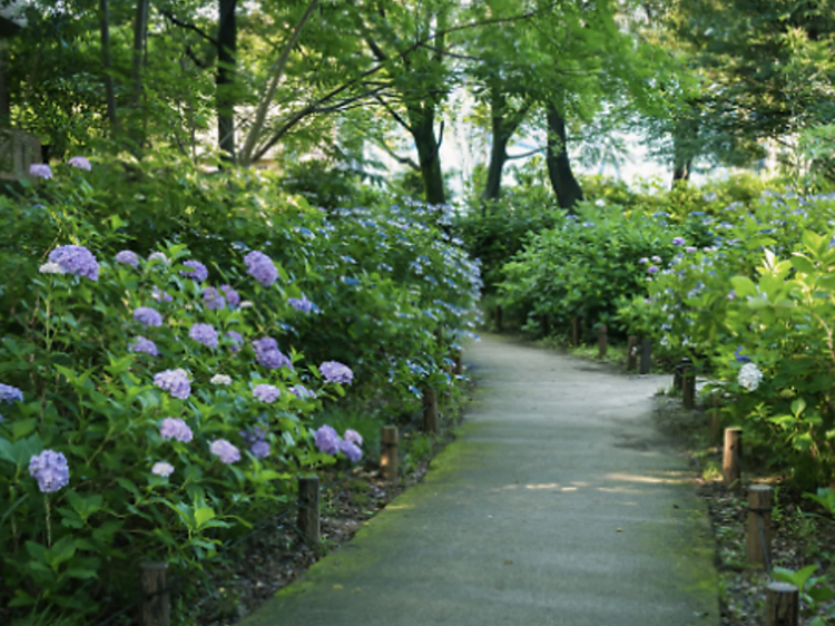 สวนไฮเดรนเยีย (Hydrangea Park)