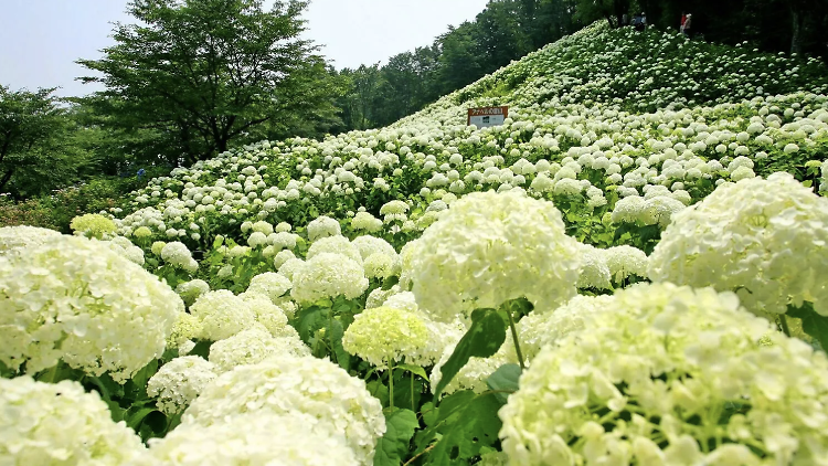 เทศกาลดอกไฮเดรนเยีย ณ วันเดอร์ฟูล เนเชอร์ วิลเลจ (Hydrangea Festival at Wonderful Nature Village)