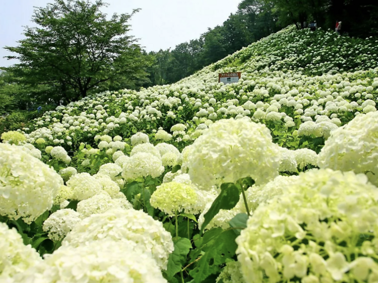 เทศกาลดอกไฮเดรนเยีย ณ วันเดอร์ฟูล เนเชอร์ วิลเลจ (Hydrangea Festival at Wonderful Nature Village)