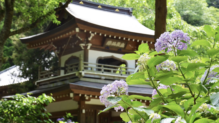 วัดในเมืองคามาคุระ (Temples in Kamakura)