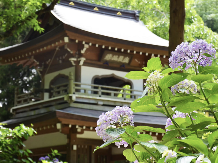 วัดในเมืองคามาคุระ (Temples in Kamakura)