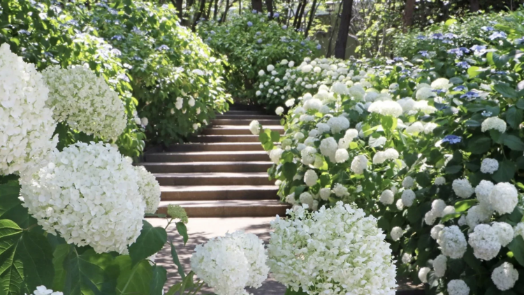 เทศกาลดอกไฮเดรนเยีย ฮัคเคอิจิมะ (Hakkeijima Hydrangea Festival)