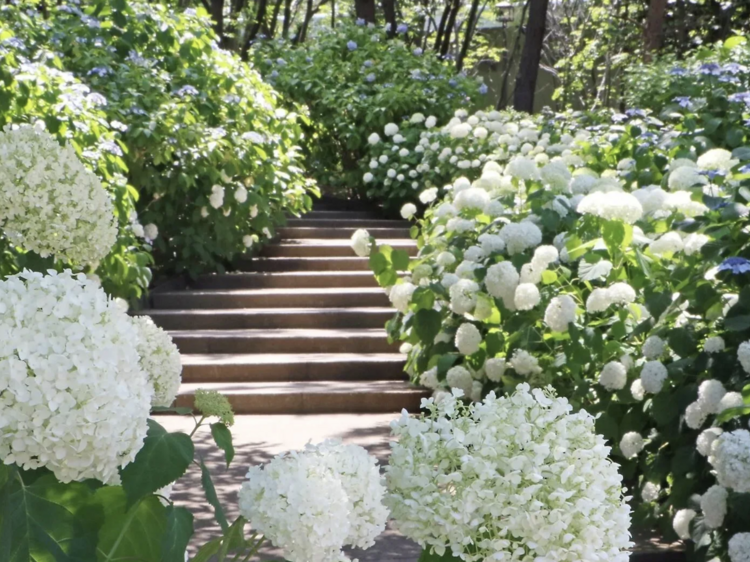 เทศกาลดอกไฮเดรนเยีย ฮัคเคอิจิมะ (Hakkeijima Hydrangea Festival)
