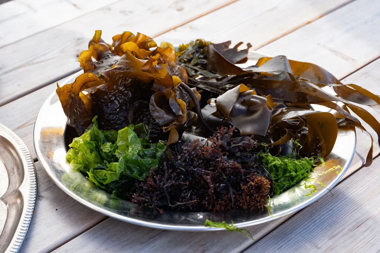 Foraged ingredients from the sea