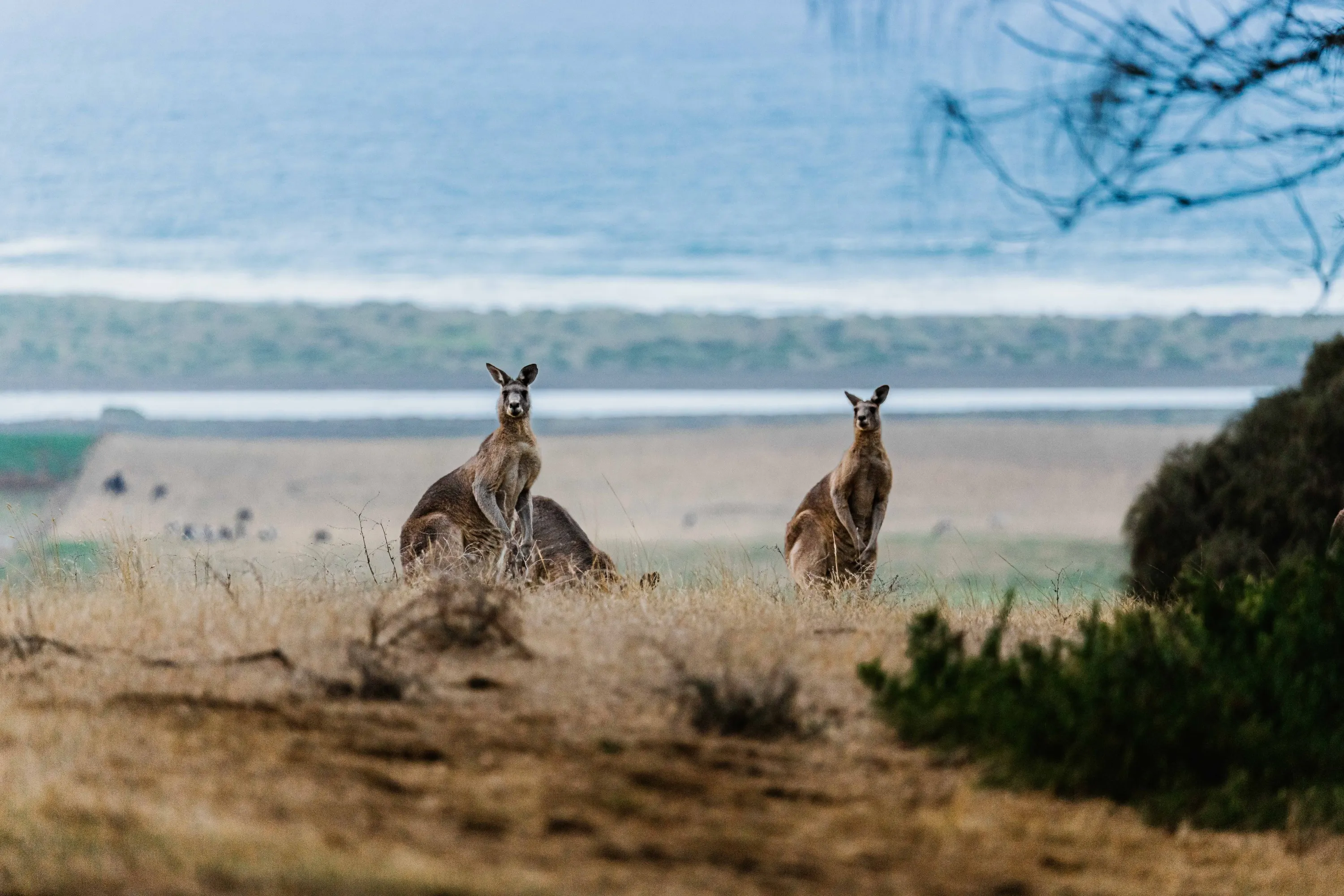 Wild kangaroos near beach