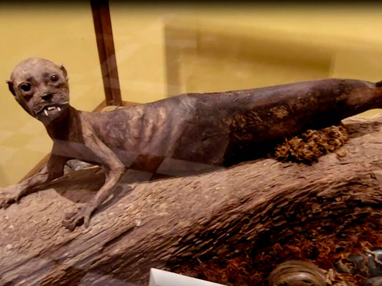 Museo de Ripley México