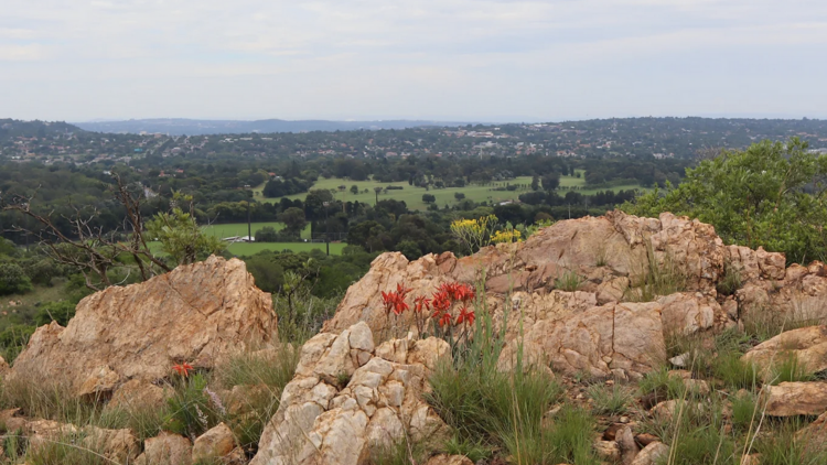 Melville Koppies Nature Reserve