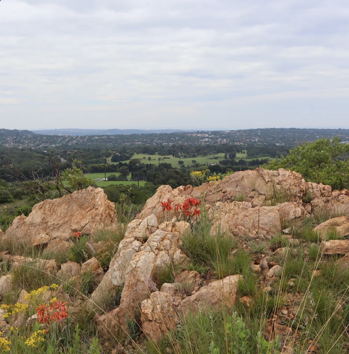 Melville Koppies