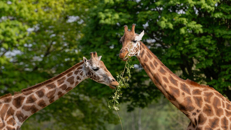 Woburn Safari Park