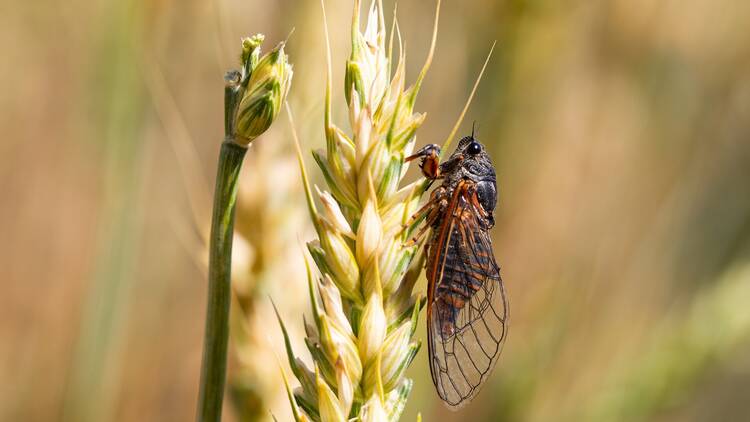 New Forest Cicada 