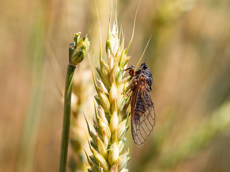 The extinct insects that have returned to the UK after more than 30 years
