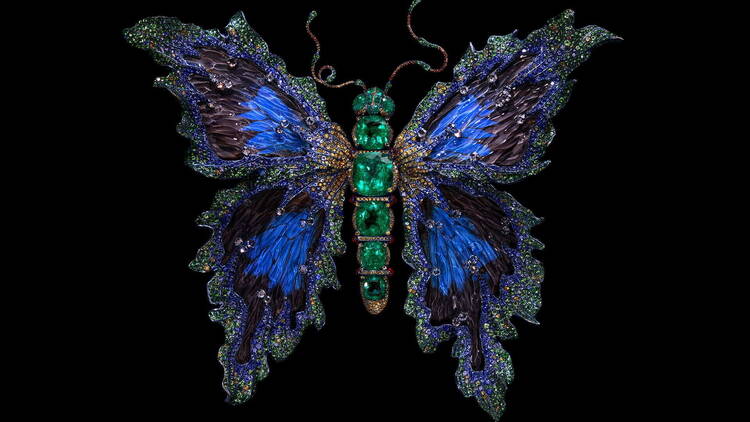 butterfly butterfly