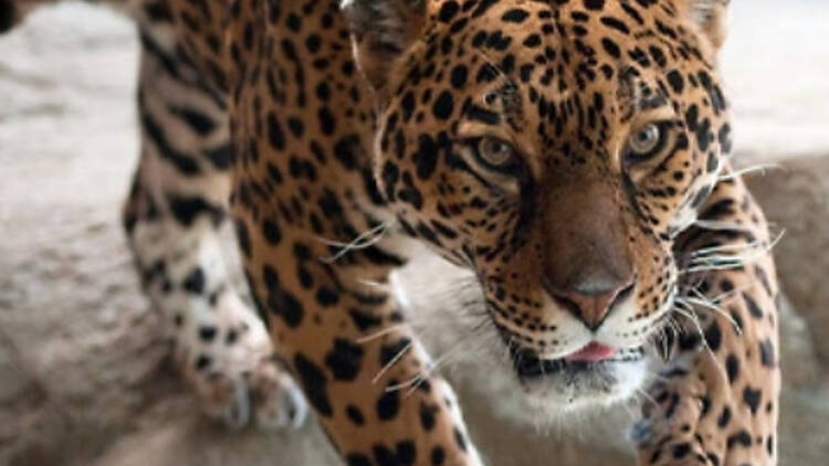 Leopard Leopard
