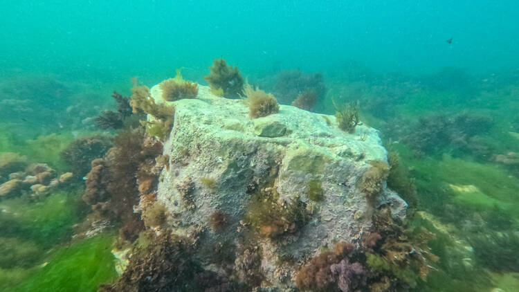 Freshwater Chalk Reef