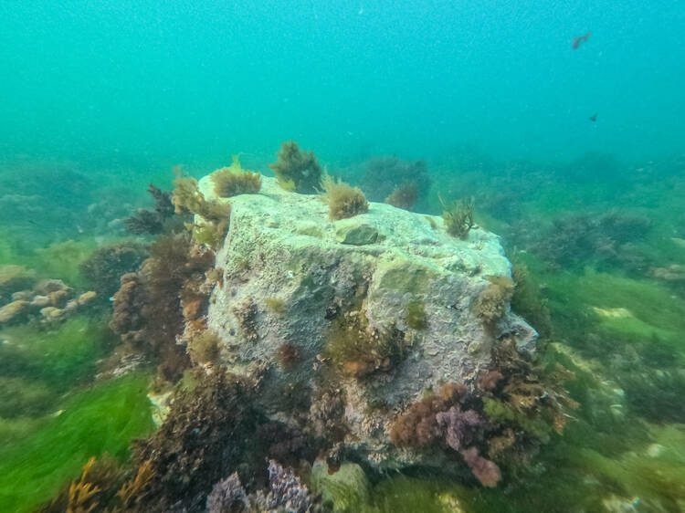Freshwater Chalk Reef