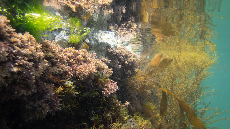 Dancing Ledge
