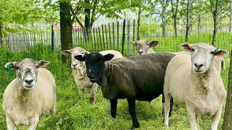 governors island sheep