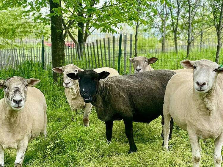 This will be the last summer to see sheep on Governors Island This will be the last summer to see sheep on Governors Island