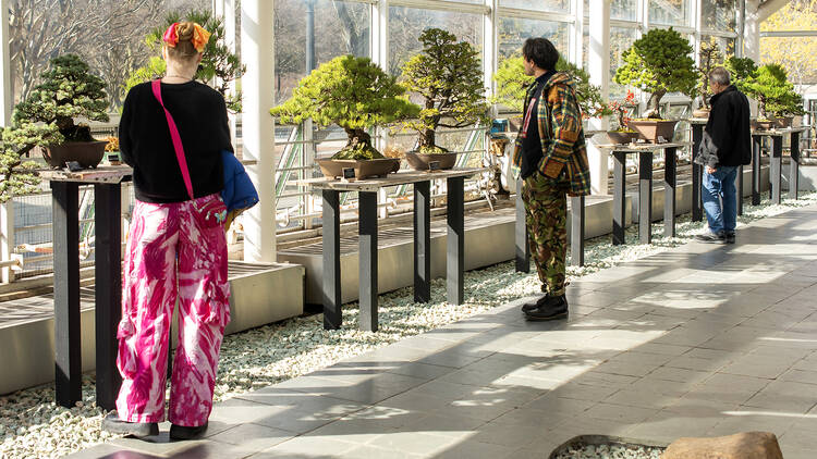 brooklyn botanical garden bonsai