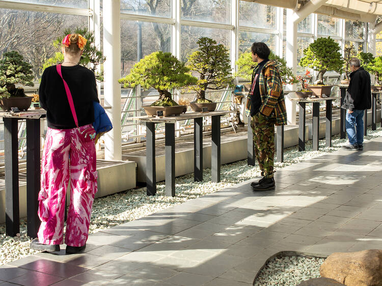 Celebrate 100 years of bonsai at Brooklyn Botanical Garden's beautiful new exhibition Celebrate 100 years of bonsai at Brooklyn Botanical Garden's beautiful new exhibition