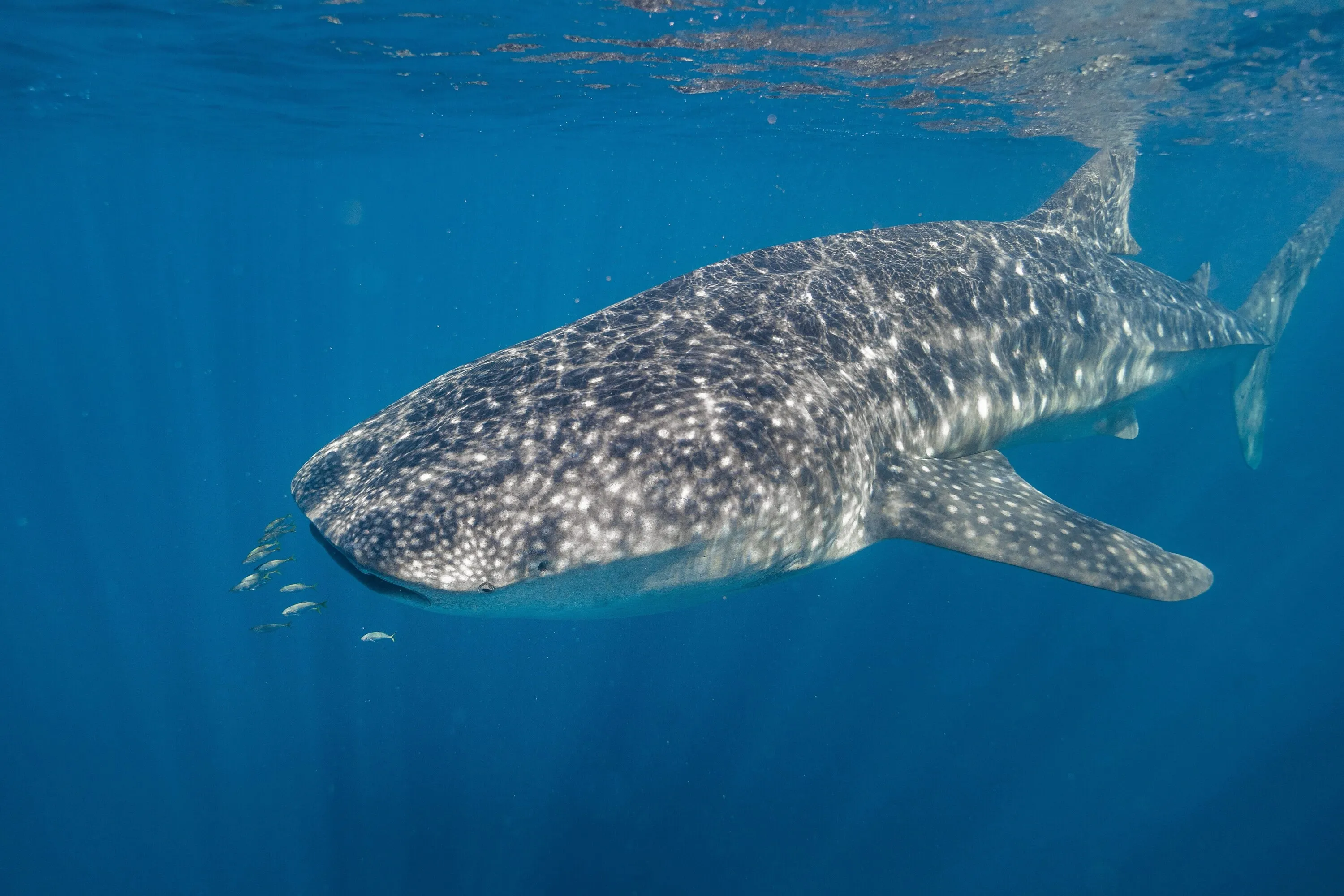 Whale shark in water
