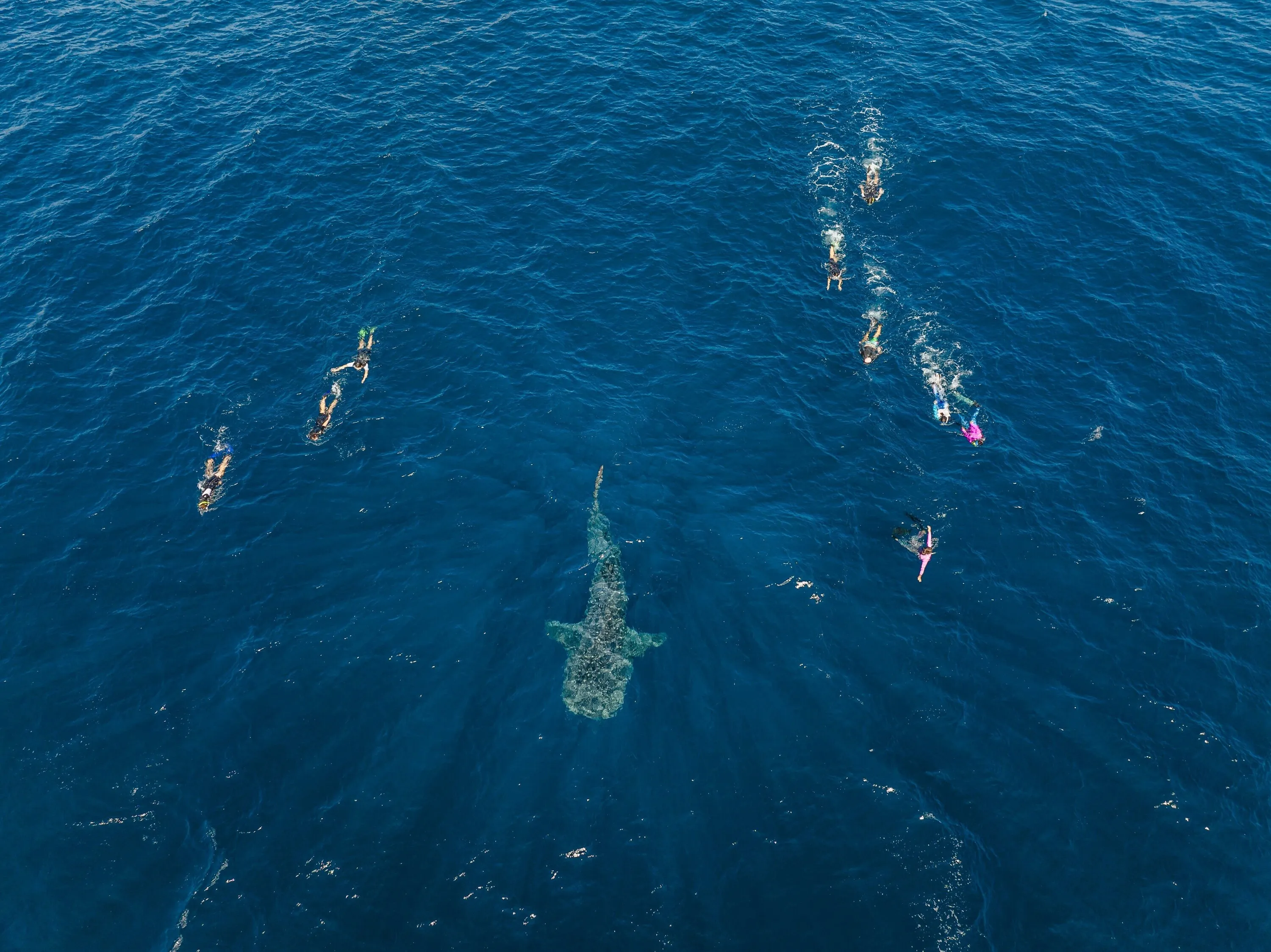 Aerial view of people swimming next to whale shark
