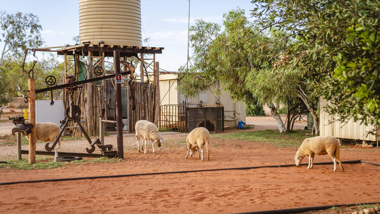 Outback paddock with sheep
