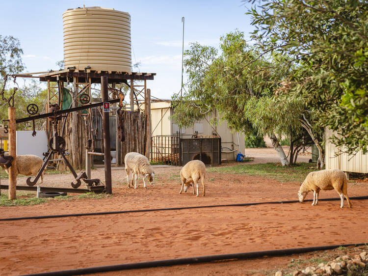Bullara Station Stay