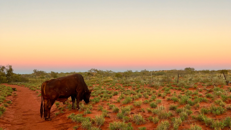 Cow at sunset