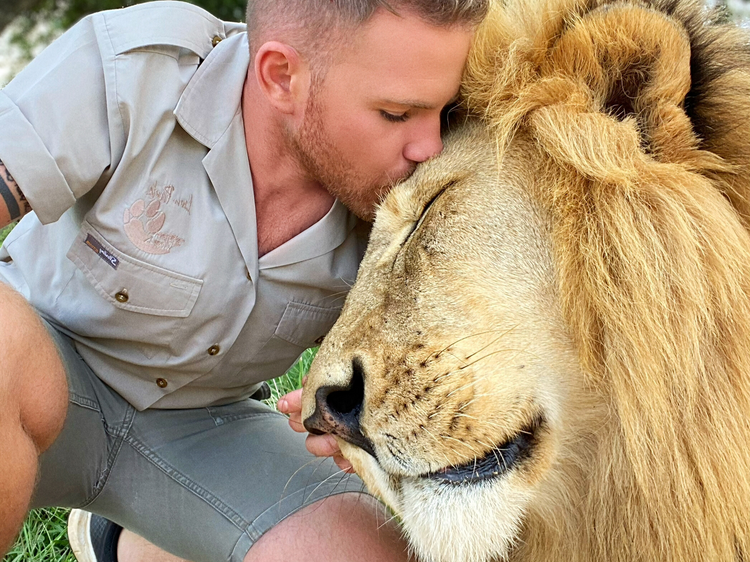From the Safari to the spotlight: George the lion goes global