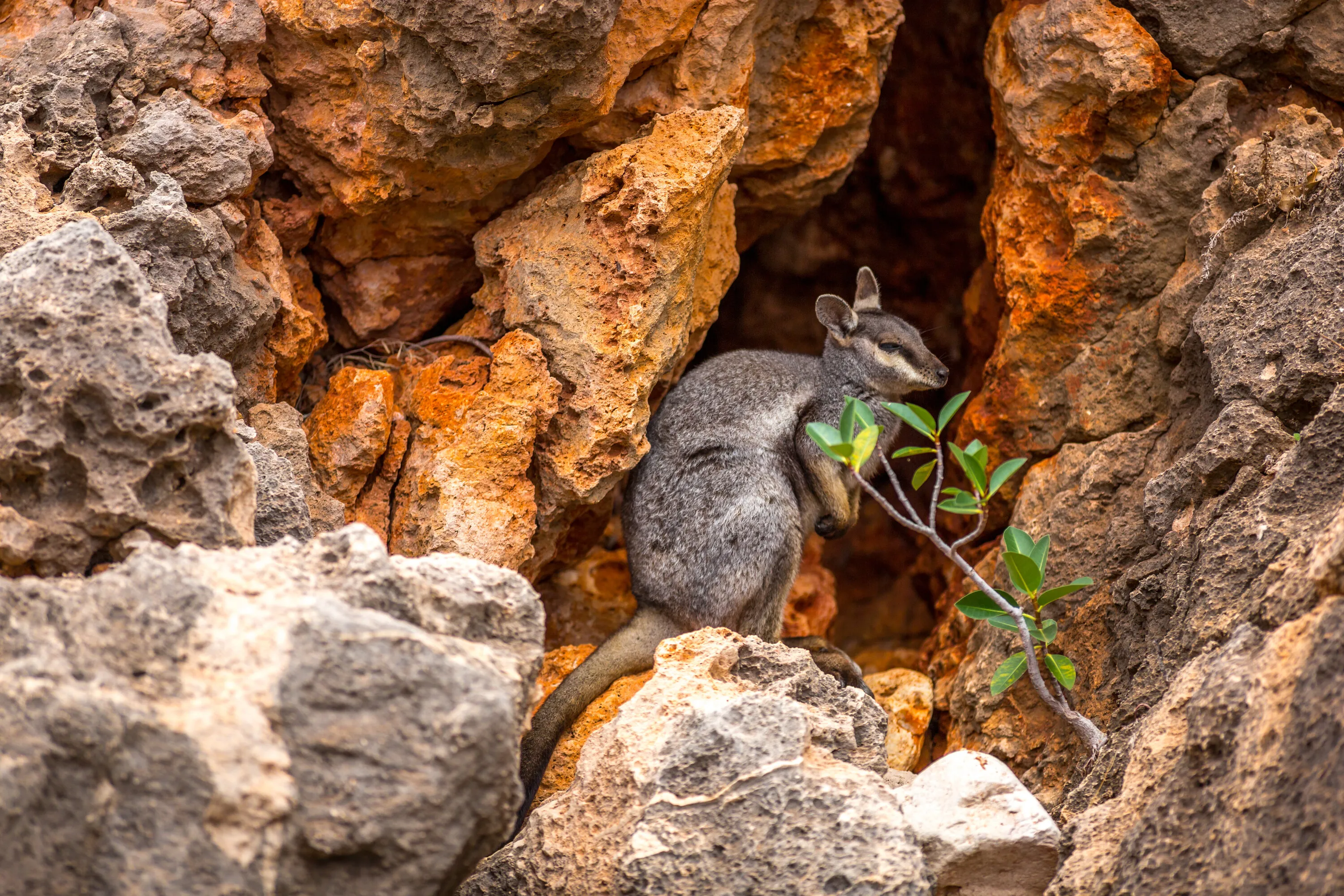 Black-footed rock-wallaby at Yardie Creek