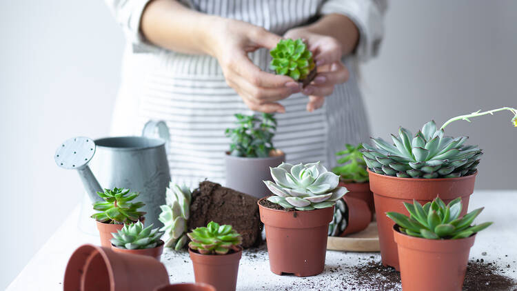 Girl planting green echeveria succulent Girl planting green echeveria succulent