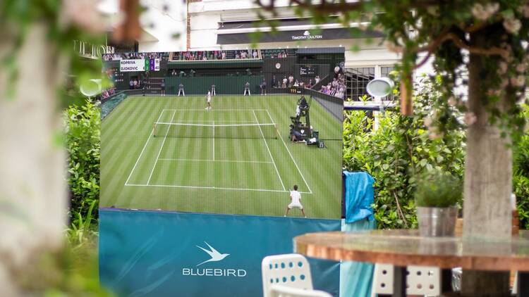 Bluebird Chelsea
