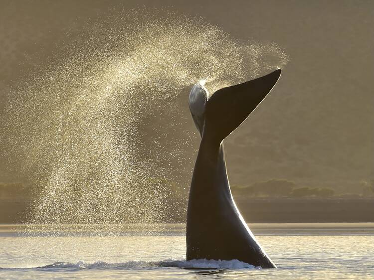 Puerto Madryn - Chubut