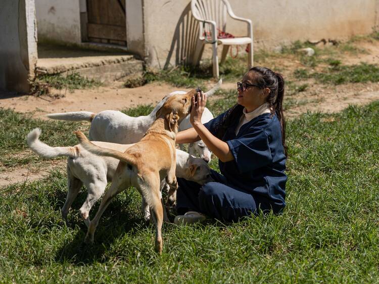 Reciclar envolturas para ayudar perros