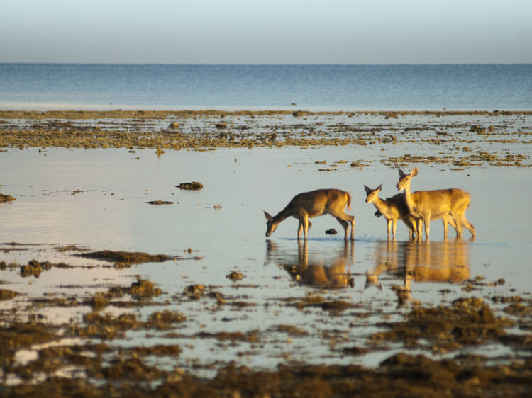 Sambar deer enjoy the peace of dawn on a beach in West Bali National Park