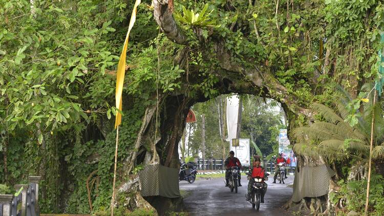 The highland road from Pekutatan