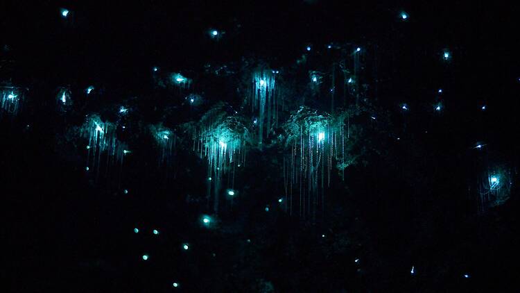 Explore the Glow Worm Caves