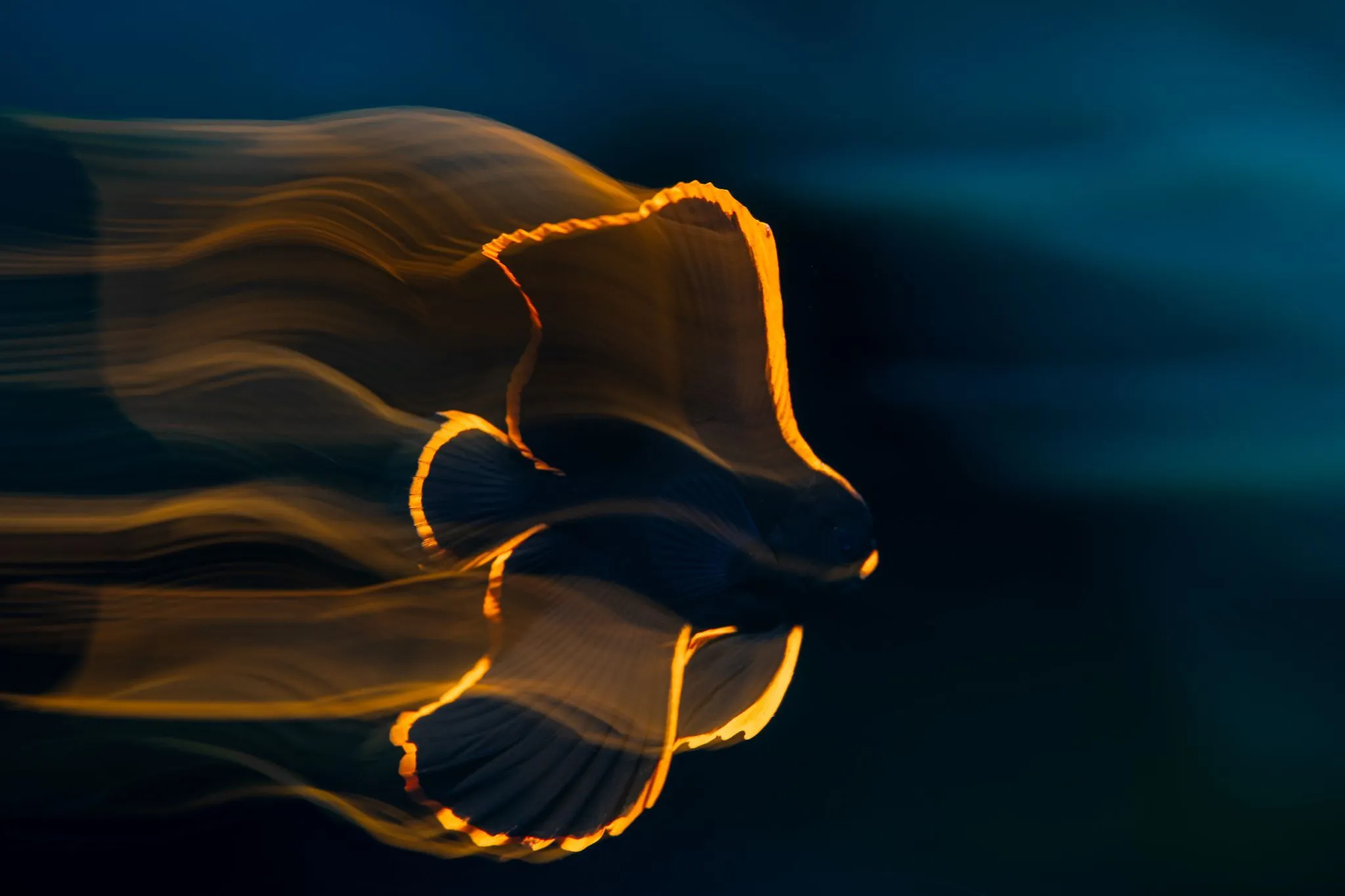 Wonder: Sustaining What Sustains Us — 2nd Place