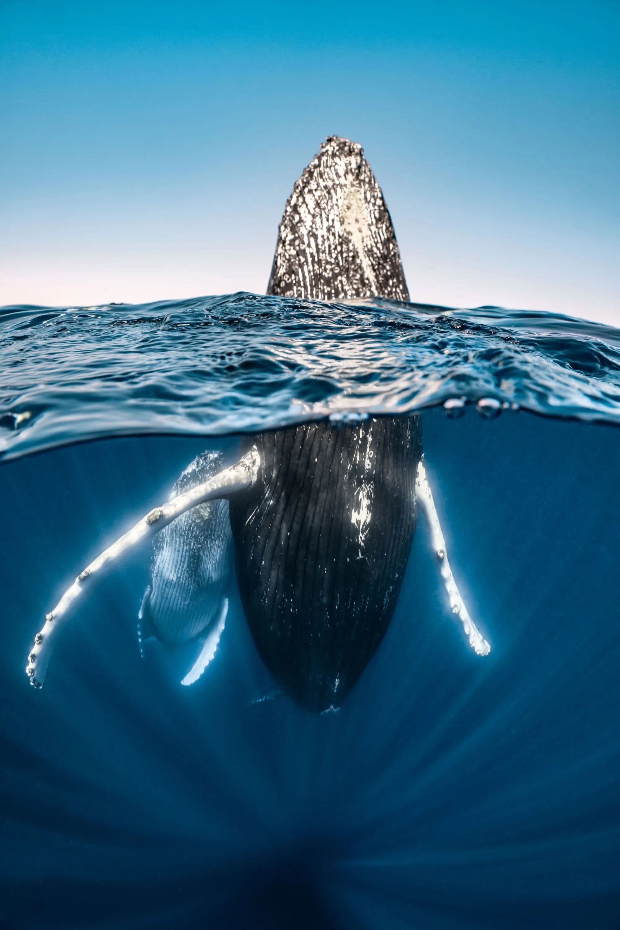 Wonder: Sustaining What Sustains Us — Honorable Mention