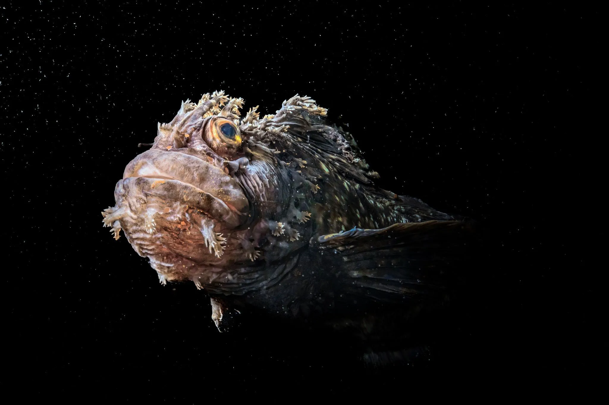 Big and Small Underwater Faces – Winner