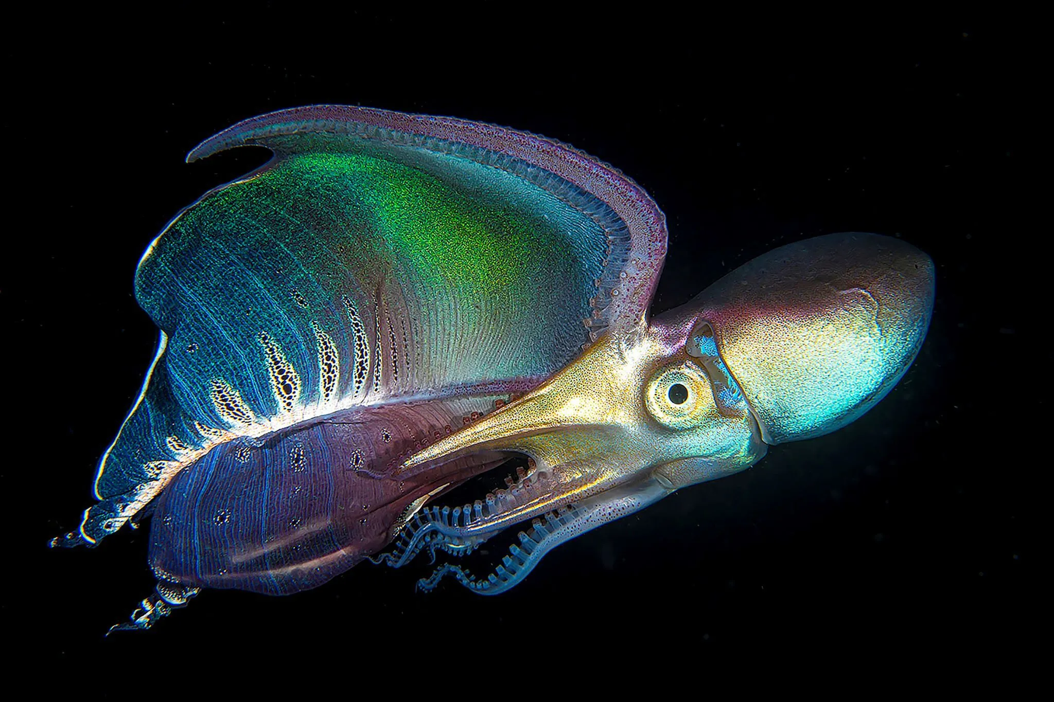 Big and Small Underwater Faces — 2nd Place