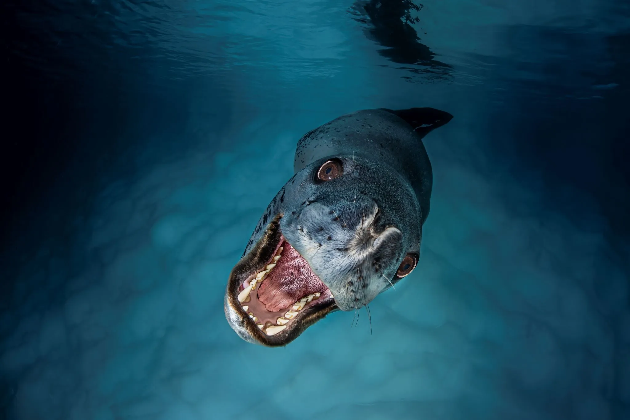 Big and Small Underwater Faces — 3rd Place