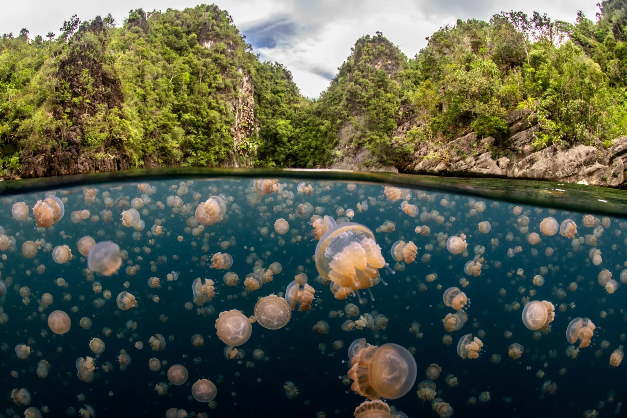 Underwater Seascapes — Winner