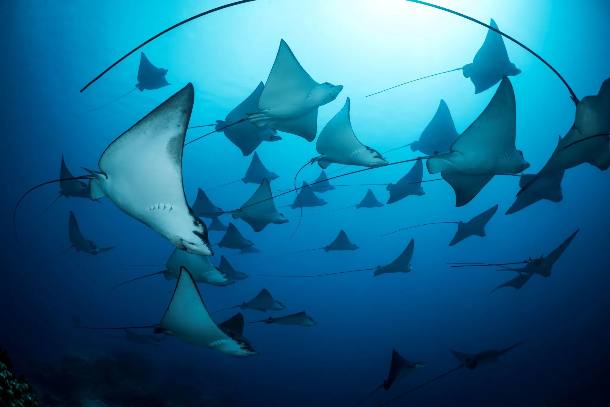Underwater Seascapes — 2nd Place