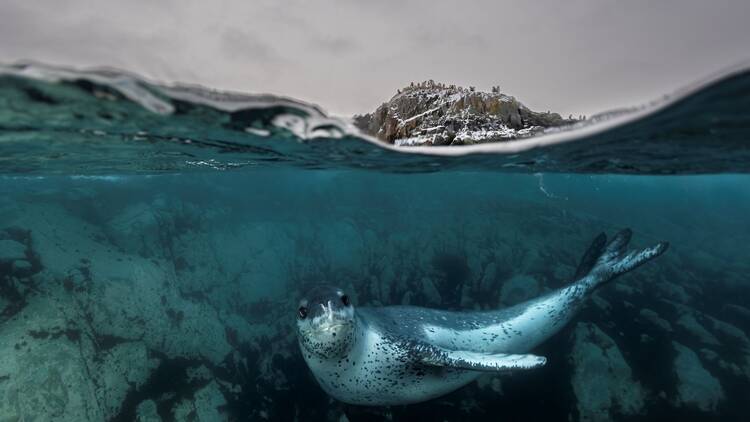 Underwater Seascapes — Honourable Mention