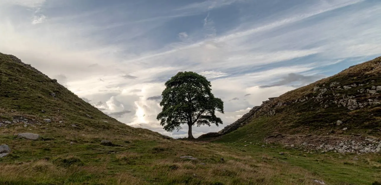 Sycamore Gap tree