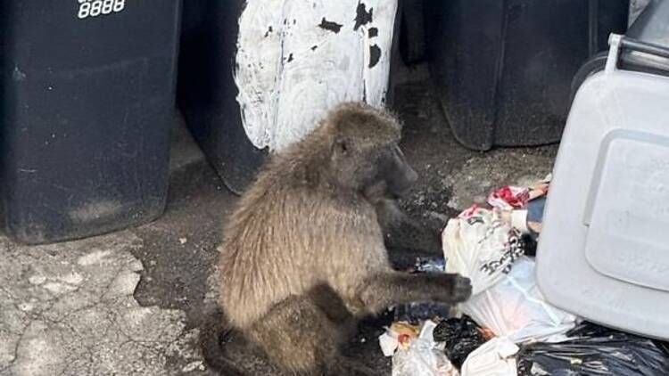 Baboob roaming Cape Town Southern Suburbs