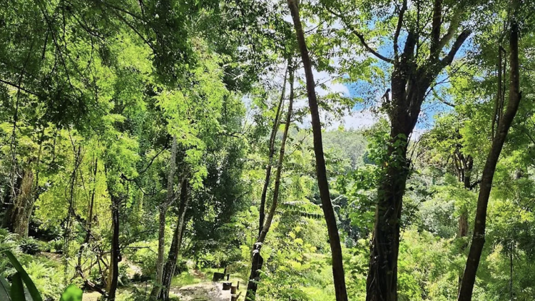 น้ำตกบัวตอง (Bua Tong Sticky Waterfalls)
