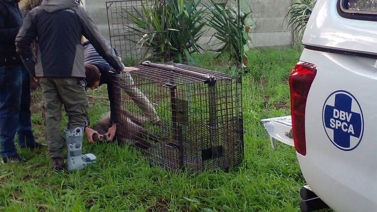 Cape baboon rescued in Southern Suburbs